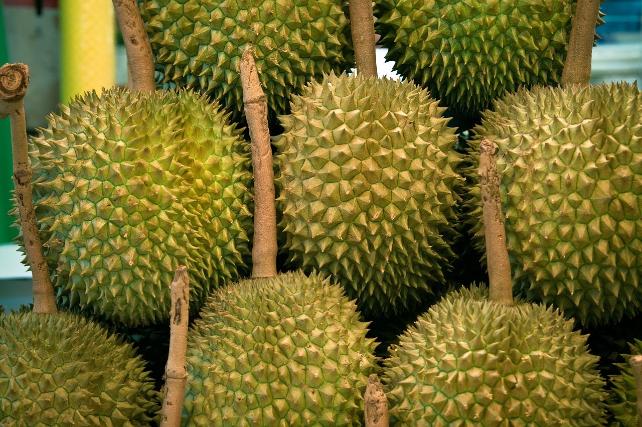 Jack Fruit