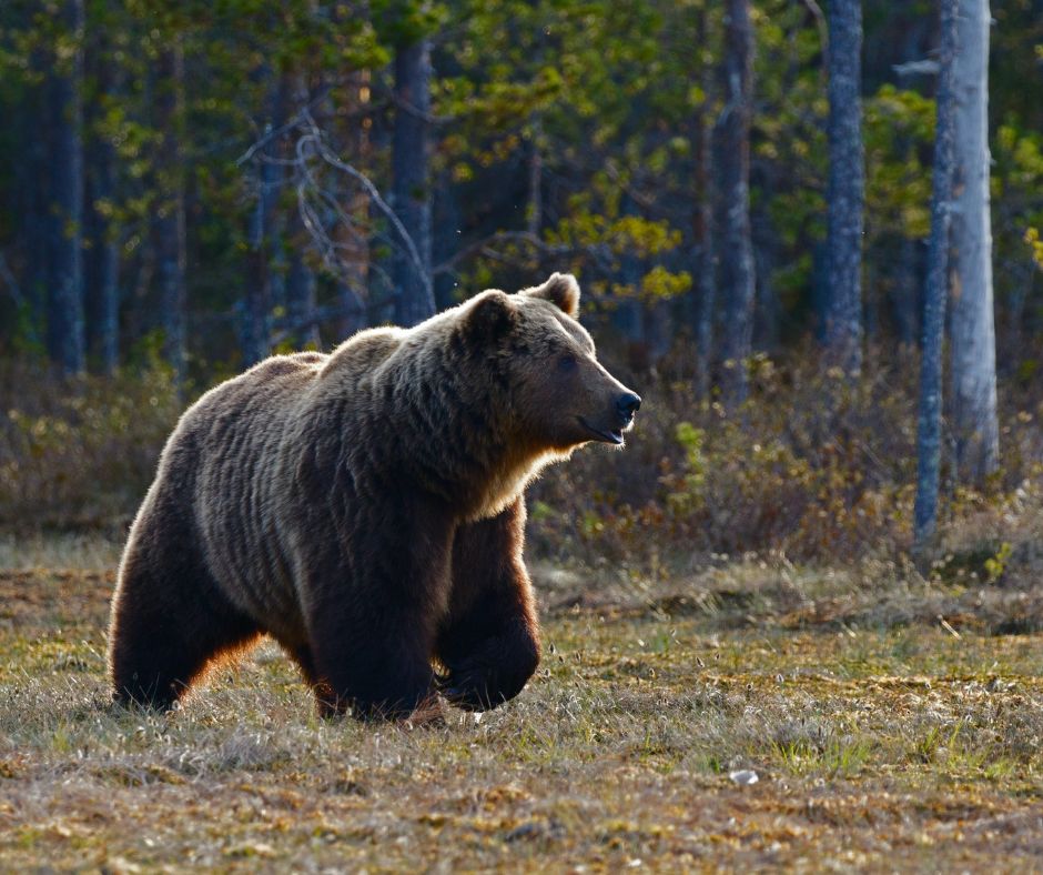 Montana Grizzly Bear