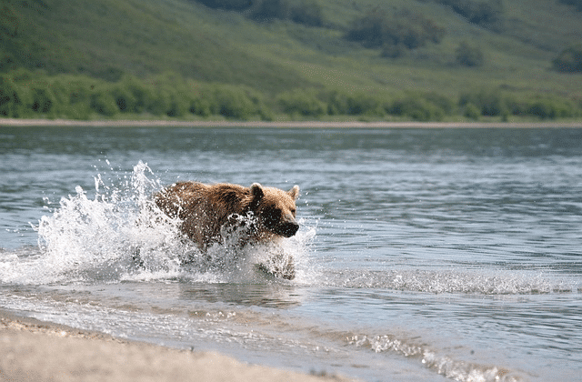 brown bear, predator, wild beast