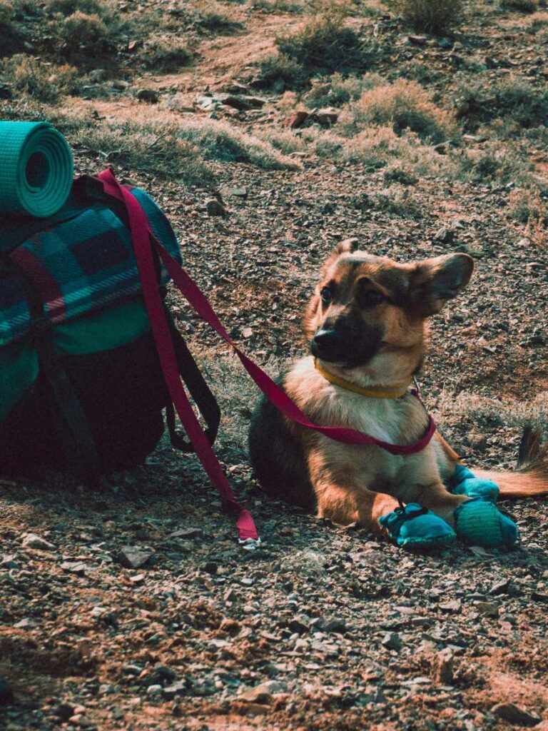 Obedient Dog Camping