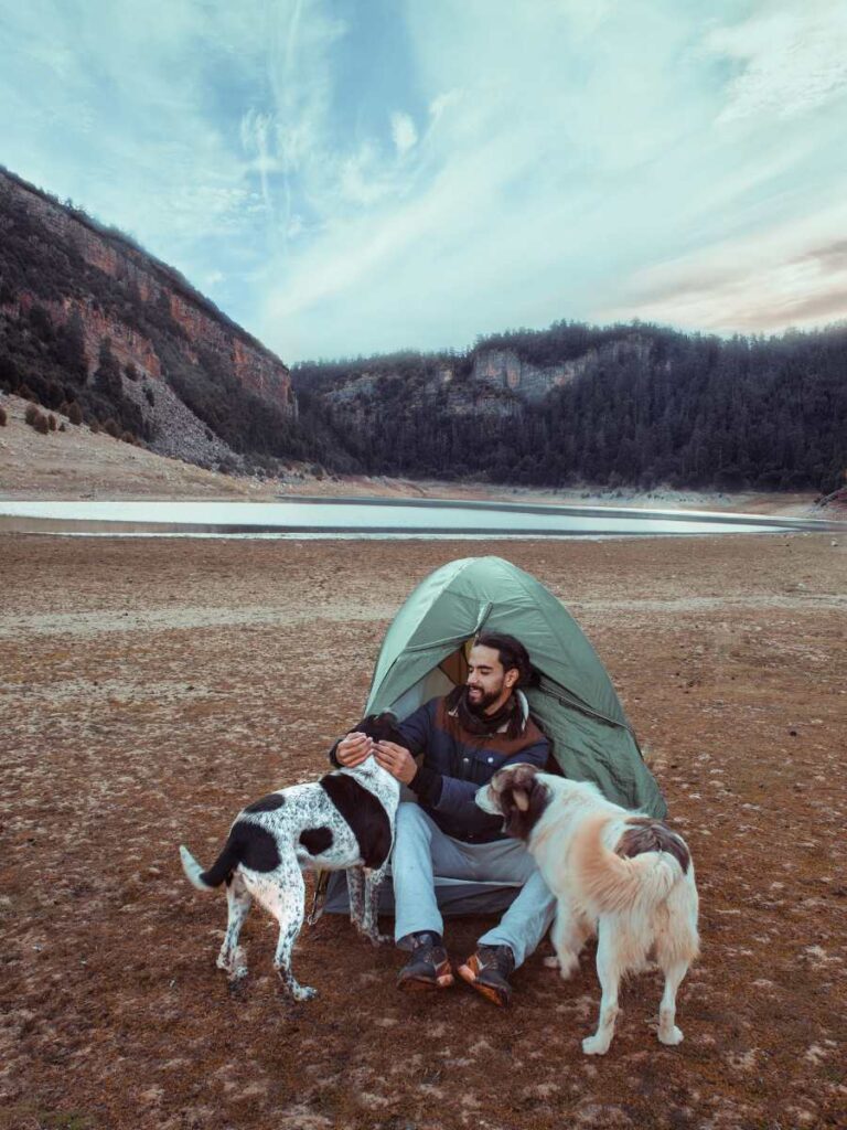 Dogs tent camping