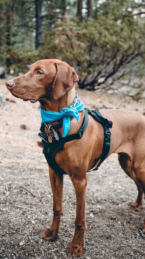 Brown dog out camping with a blue scarf