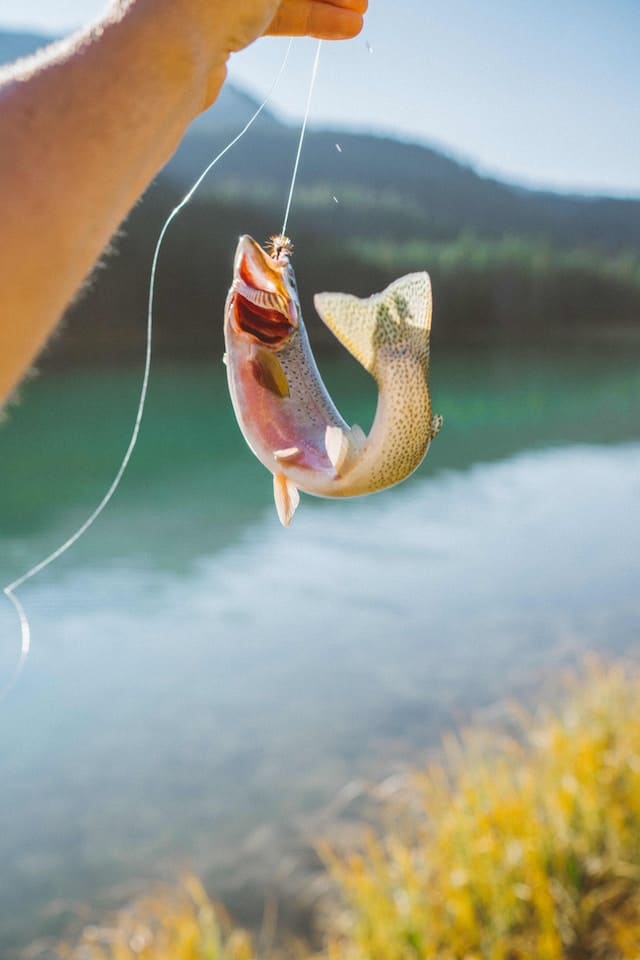 Brown Trout Caught while kayak Fishing