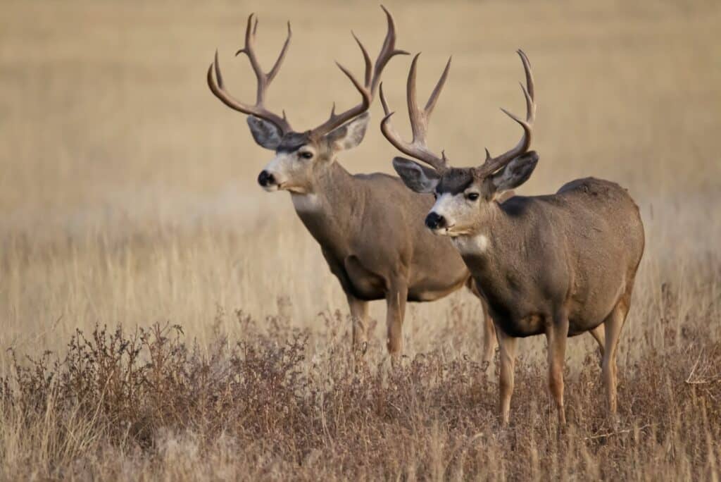 Mule Deer Glacier NationalPark