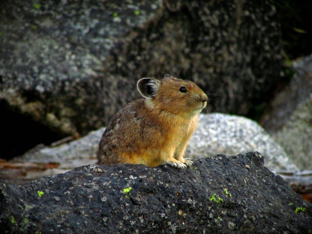 Pika at the top of Logan Pass