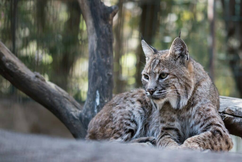 Lynx in Glacier Park