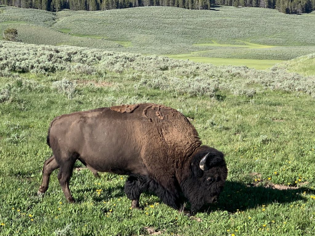 Bison In Lamar Valley Yellow Stone Park