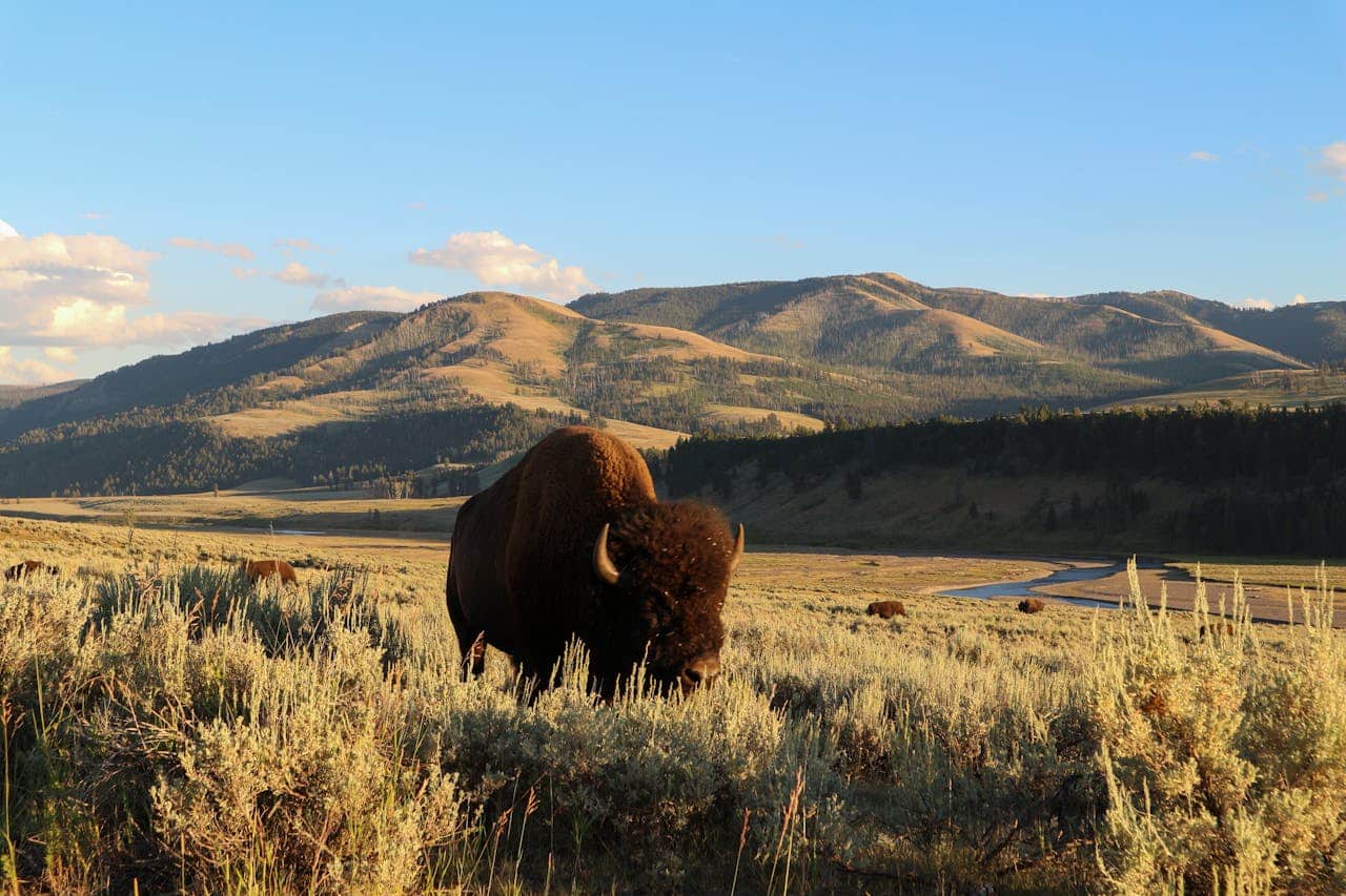 Lamar Valley Yellowstone