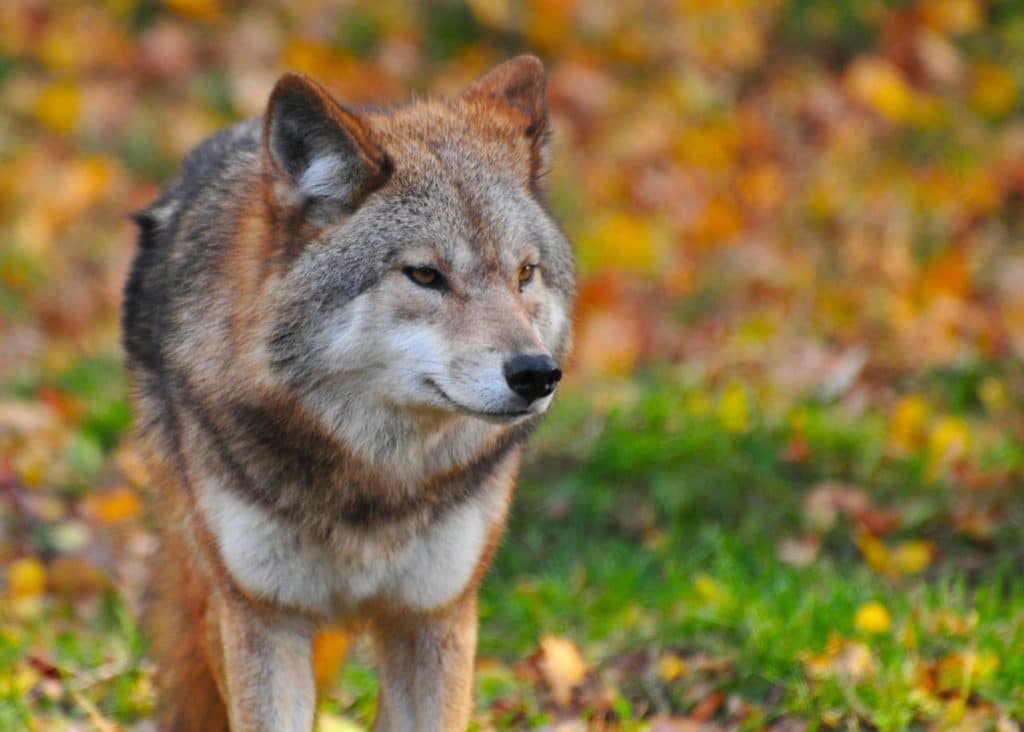 Grey Wolf Yellowstone National Park